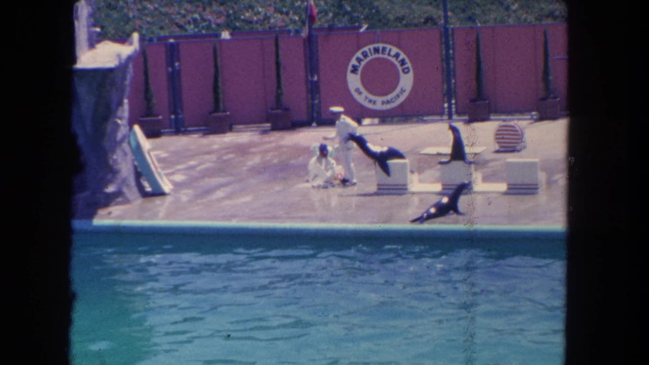 Sea lions perform on a concrete stage near a pool with the Marineland sign behind them.