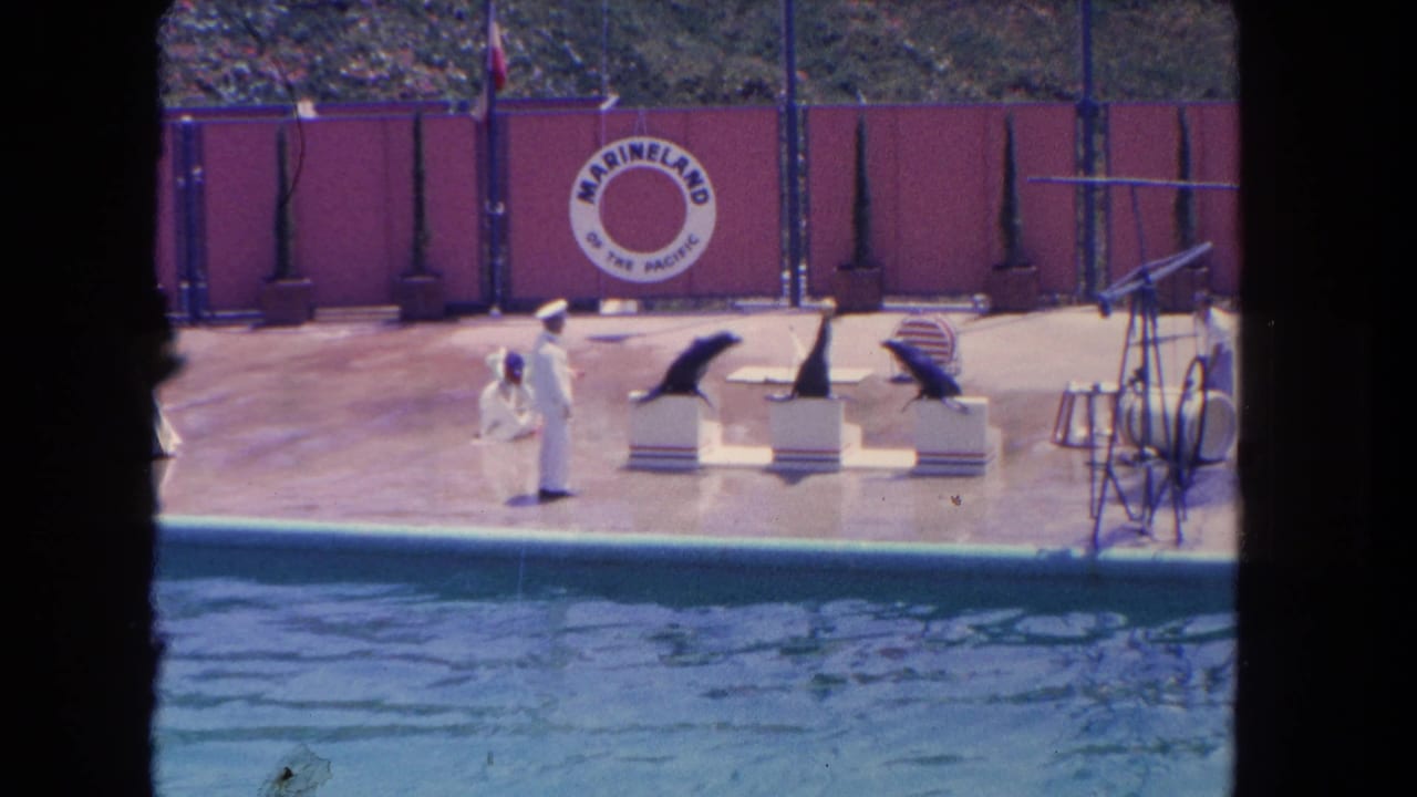 Seals on pedestals face trainers beside a pool with the Marineland backdrop behind them.