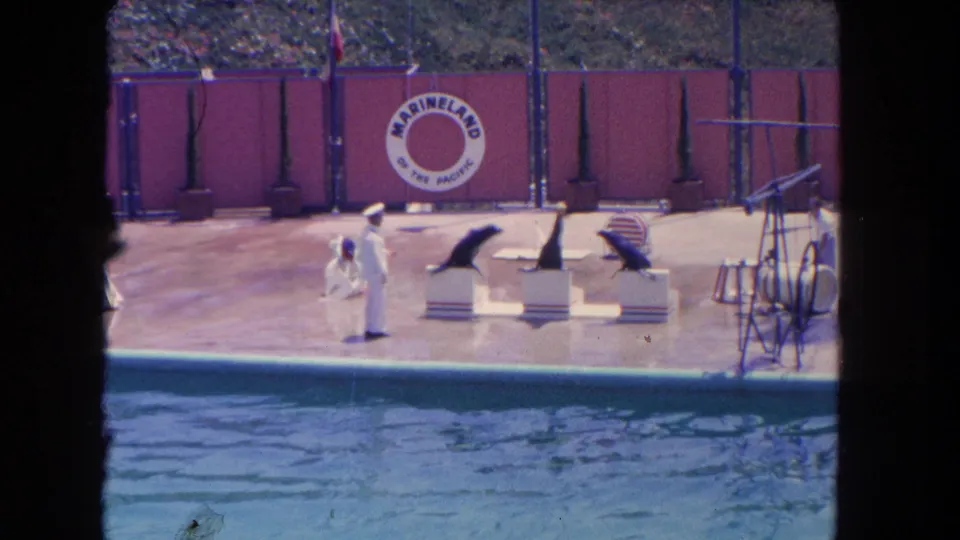 A distant 8mm frame shows seals on platforms and white-clad trainers during a Marineland of the Pacific poolside act.
