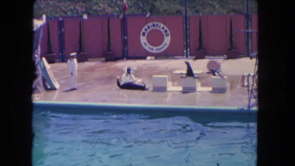 Sea lions sit on low platforms during a Marineland of the Pacific show in 1962 Los Angeles footage.