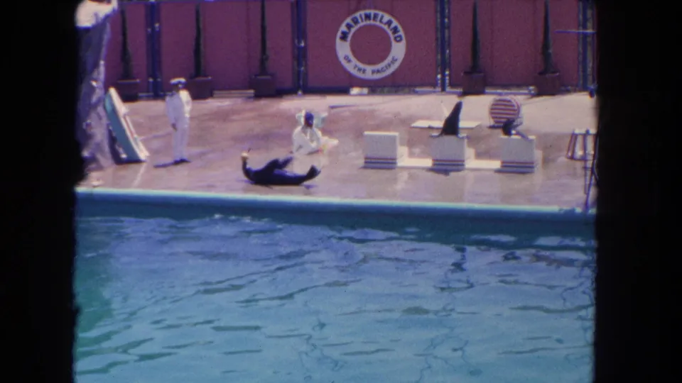 A 1962 Marineland show moment with a trainer, sea lions, stage blocks, pool water, and the branded backdrop in view.