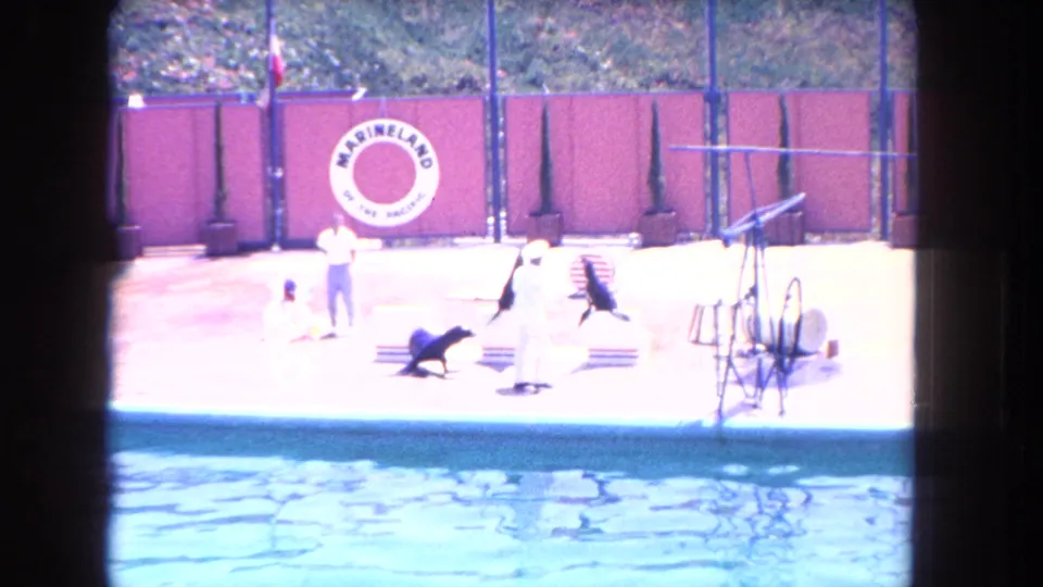 Overexposed 8mm frame from a 1962 Marineland seal performance with a trainer, seals, hoops, and red backdrop fencing.
