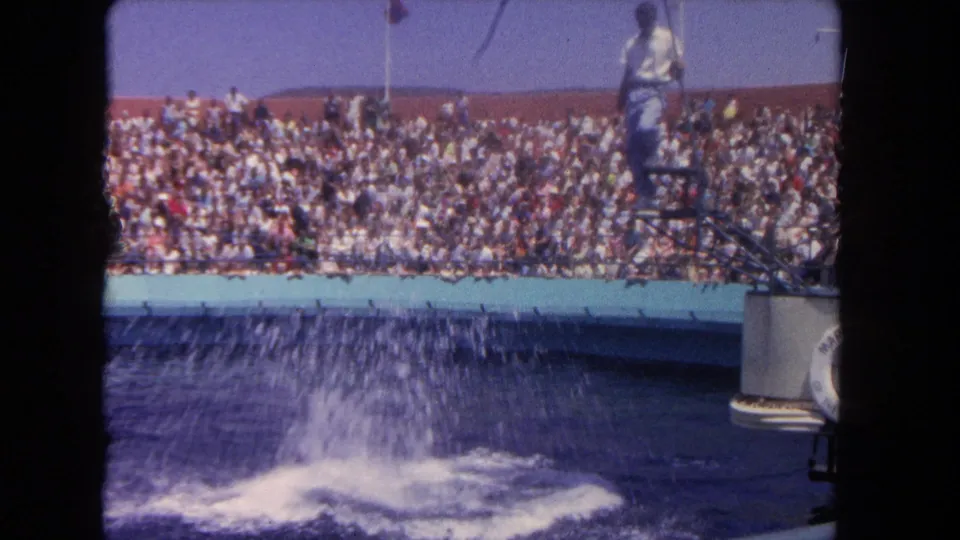 A large dolphin-show splash rises in the pool as the trainer remains on the platform before crowded Los Angeles bleachers.