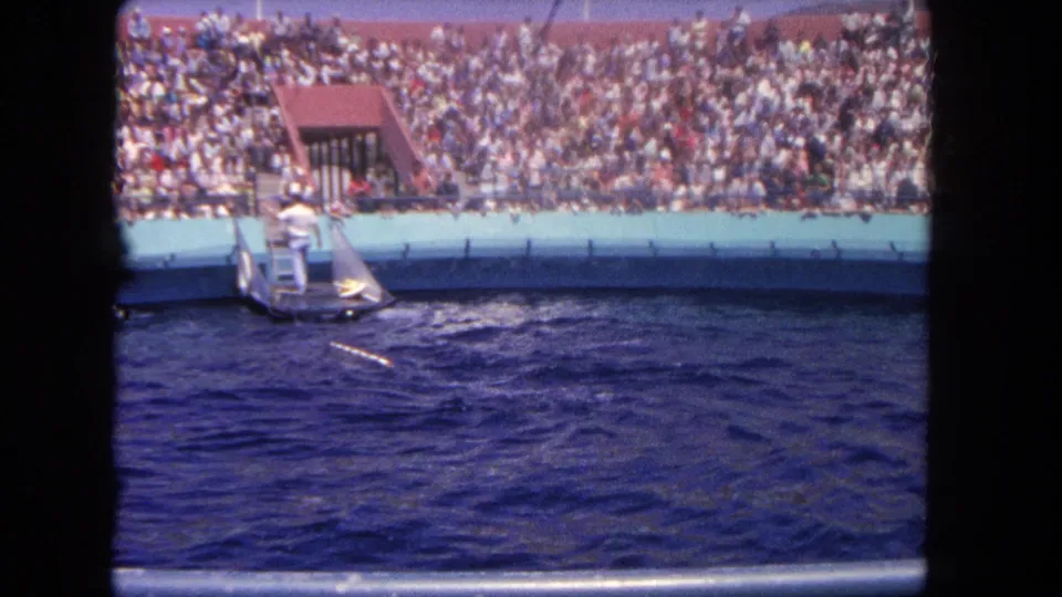 The trainer remains at the pool platform as the dolphin passes through the water before a large seated crowd.