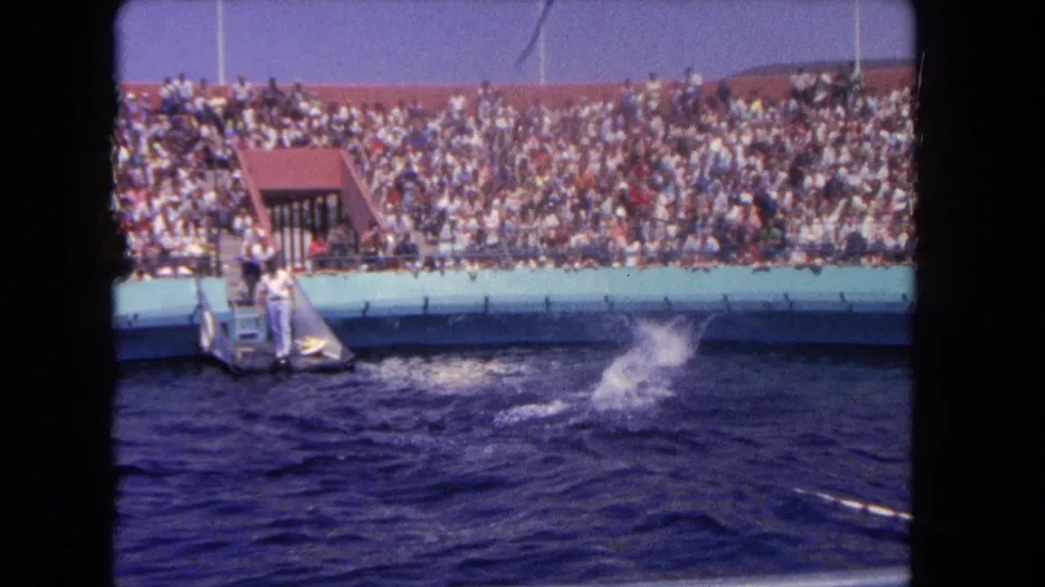 A dolphin splash fills the pool foreground while the trainer platform and crowded bleachers remain visible behind it.
