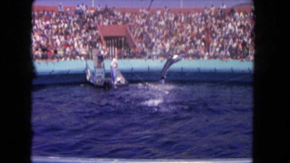 A dolphin rises from the blue pool during a 1962 Los Angeles aquarium show, with the trainer on the platform and spectators in the background.