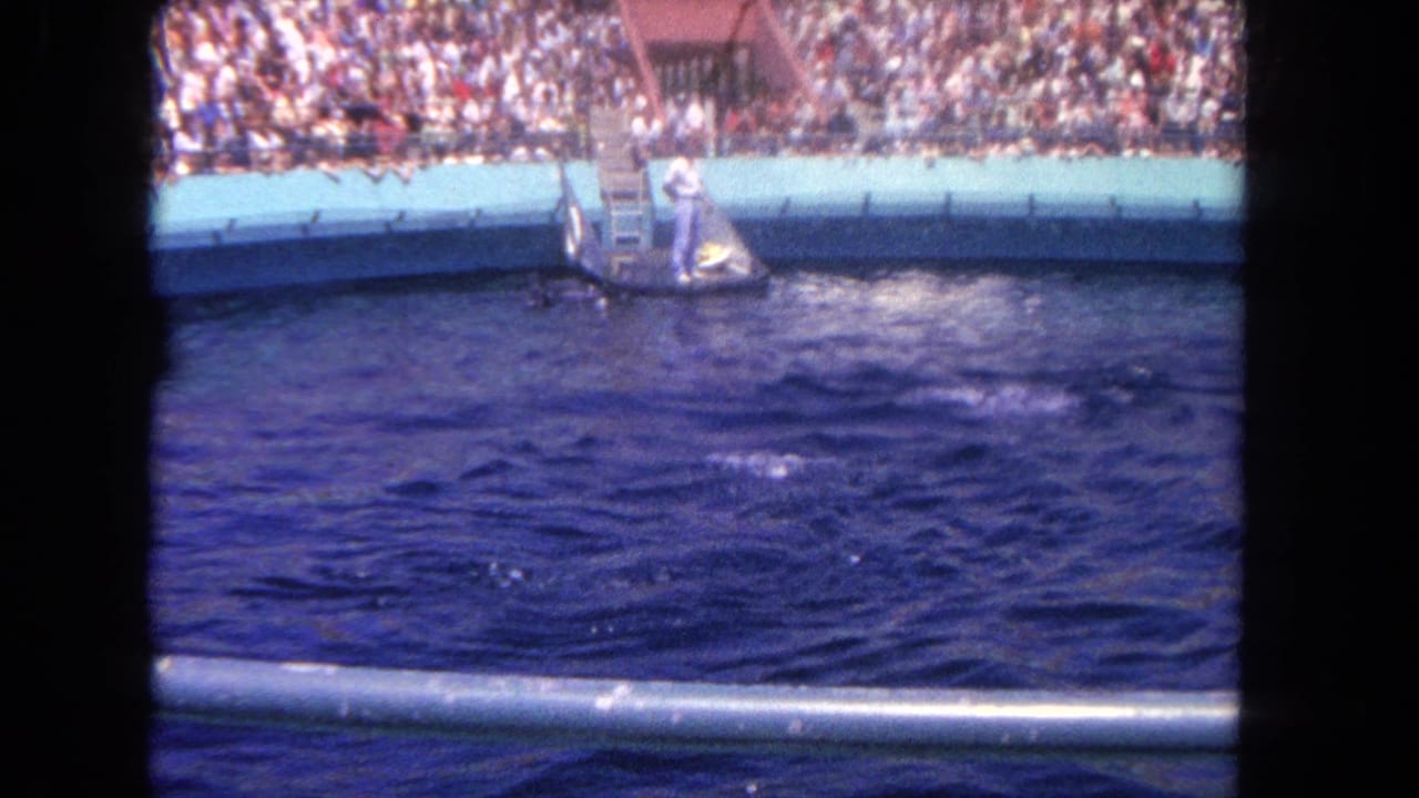 Trainer stands on a small pool platform as a marine mammal surfaces near packed bleachers.