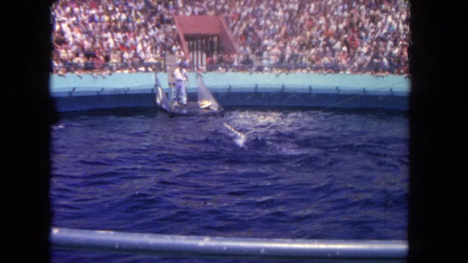A marine mammal creates a wake in a large pool as a trainer waits on a platform before crowded bleachers in this 1962 home-movie frame.