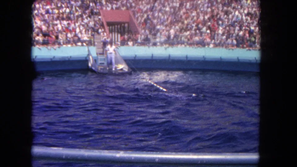 Visitor-shot 8mm frame of a trainer on a pool platform with a marine mammal surfacing nearby and a large audience behind the pool wall.