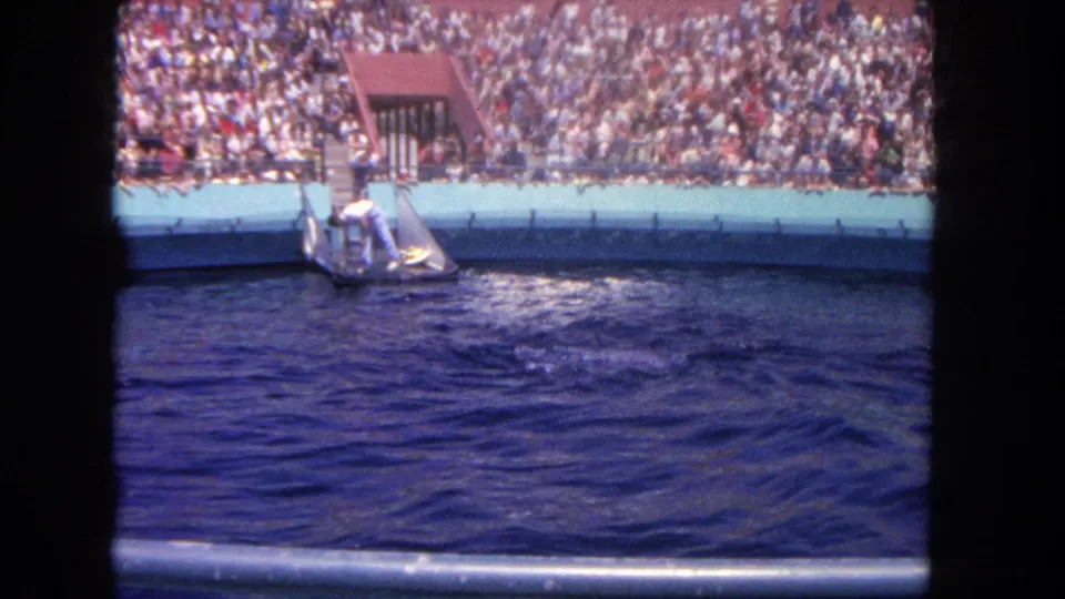 End frame from the 1962 Los Angeles-area clip showing the trainer leaning over a platform with disturbed water and spectators in the stands.