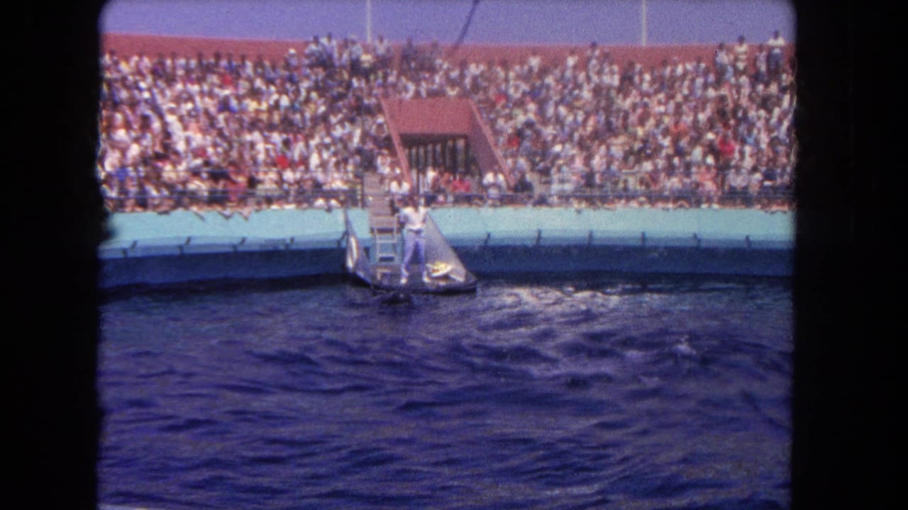 Crowded aquarium stands overlook a pool where a trainer stands near a platform.