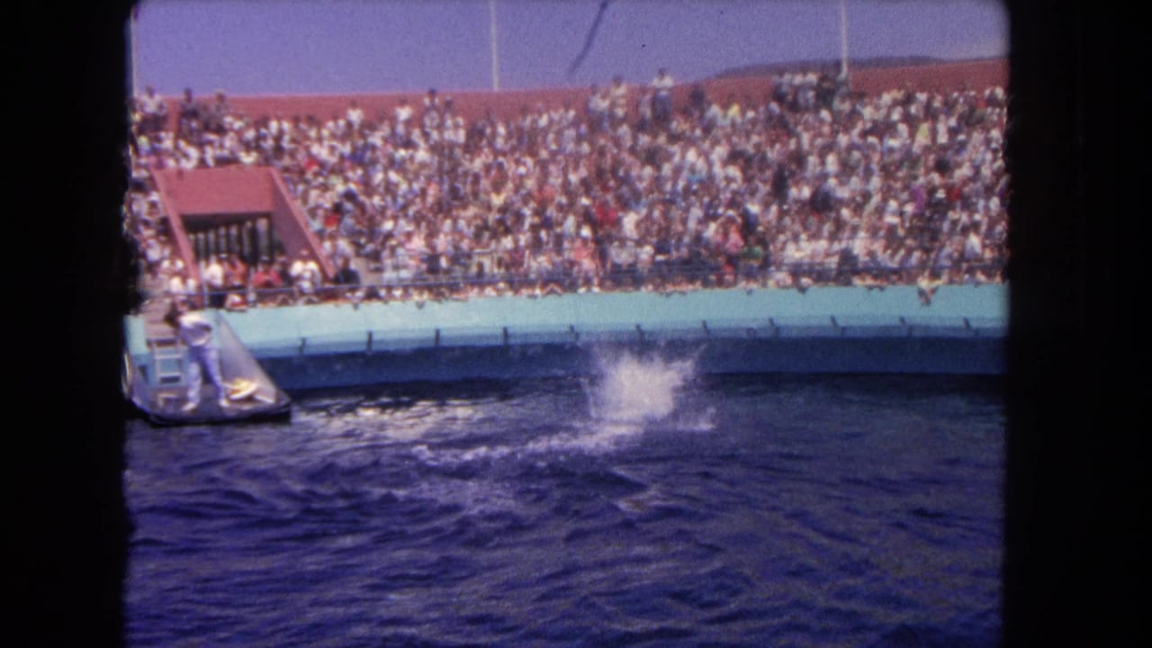 A splash rises in the pool in front of packed aquarium bleachers.
