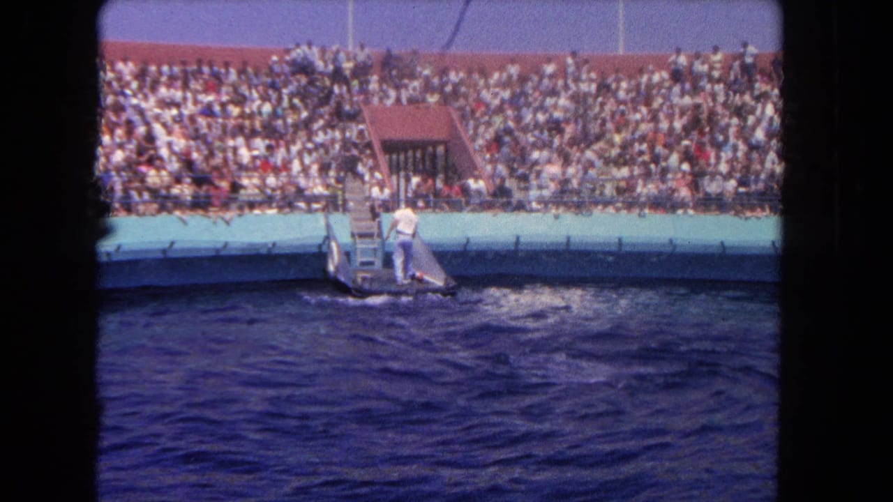 Crowded bleachers overlook a pool platform where a performer stands near a marine animal.