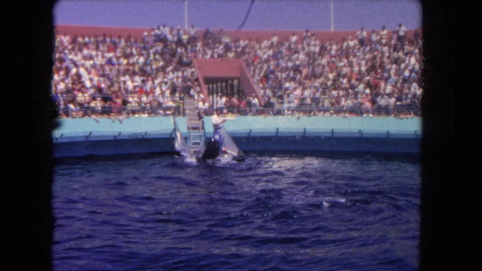Wide 1962 Marineland pool view showing a whale near a small platform, blue water, and packed spectator bleachers.