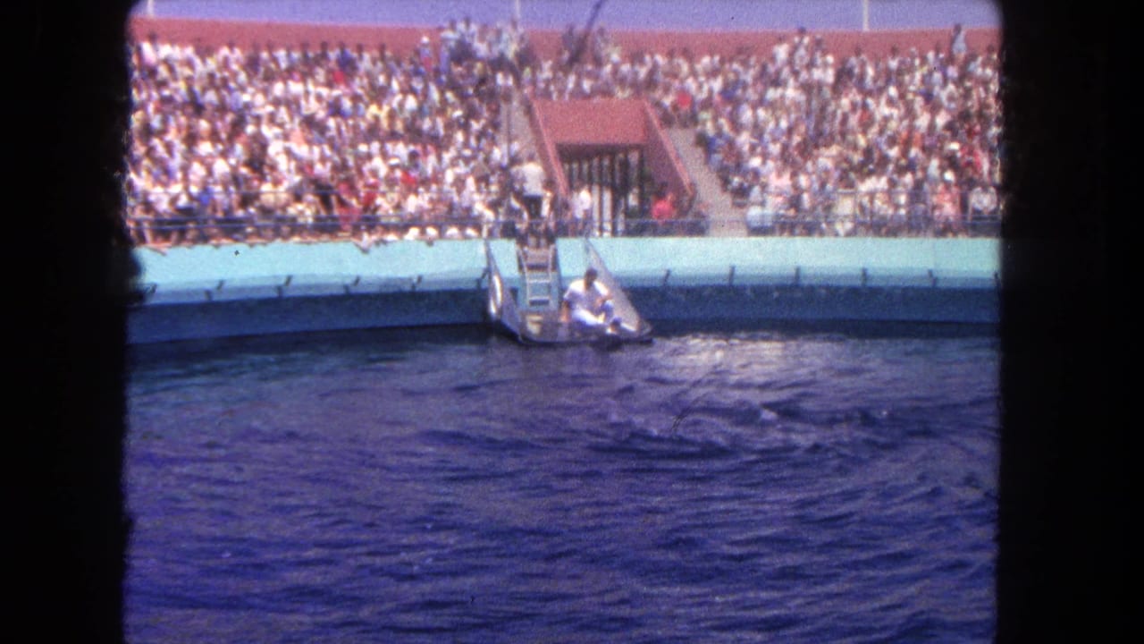 Dolphin surfaces near a trainer platform as spectators fill bleachers beside a large pool.
