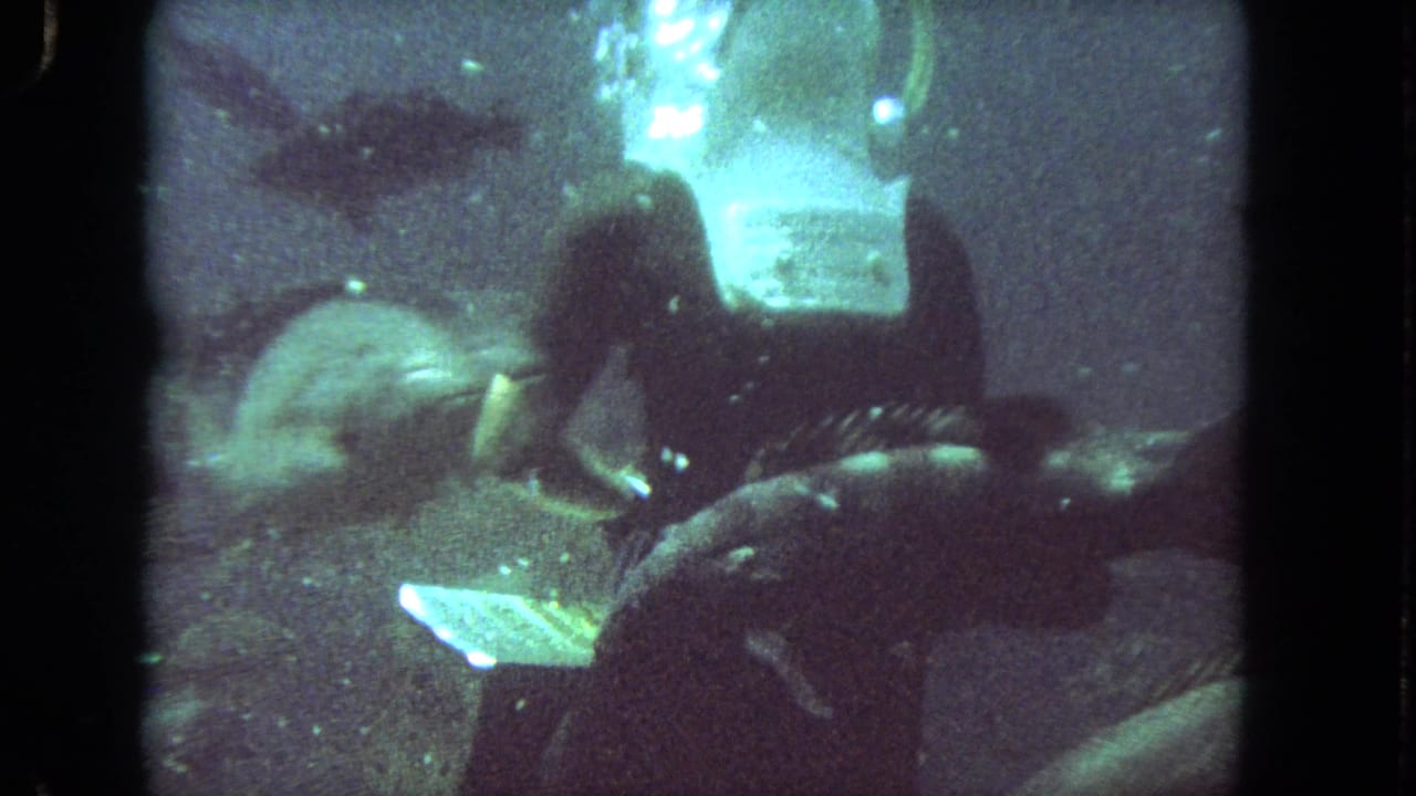 Dark underwater scene with striped fish near a diver and a bright light above.