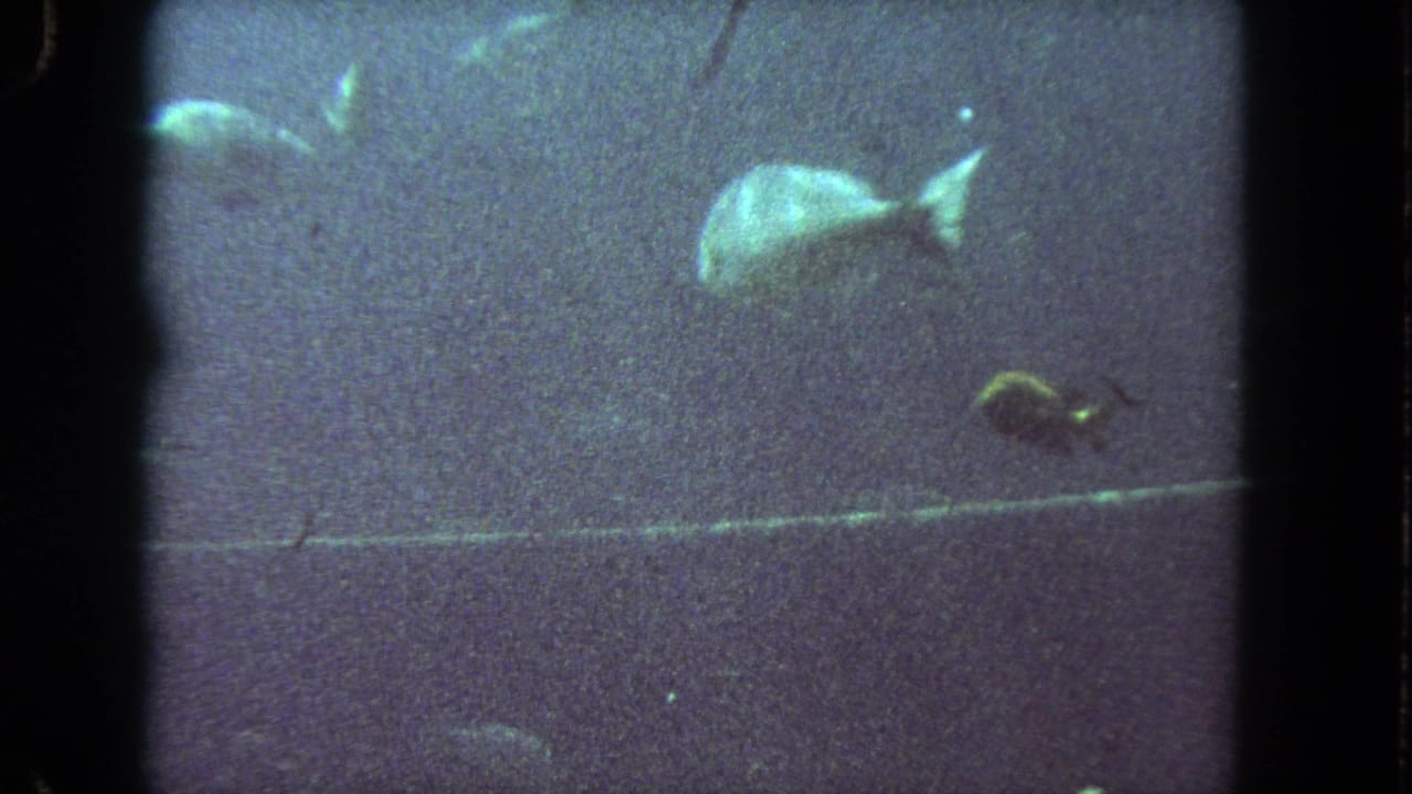 1962 8mm Los Angeles home-movie frame showing fish in murky green water, with soft focus, grain, and a dark film border.