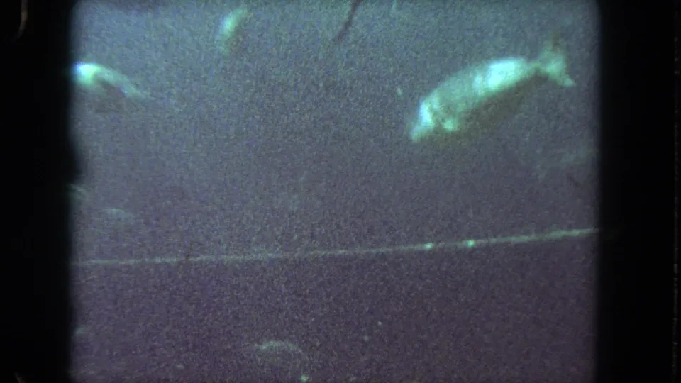 Green-tinted 8mm underwater frame from the 1962 Los Angeles clip, with a bright fish moving through dim water above the sea floor.