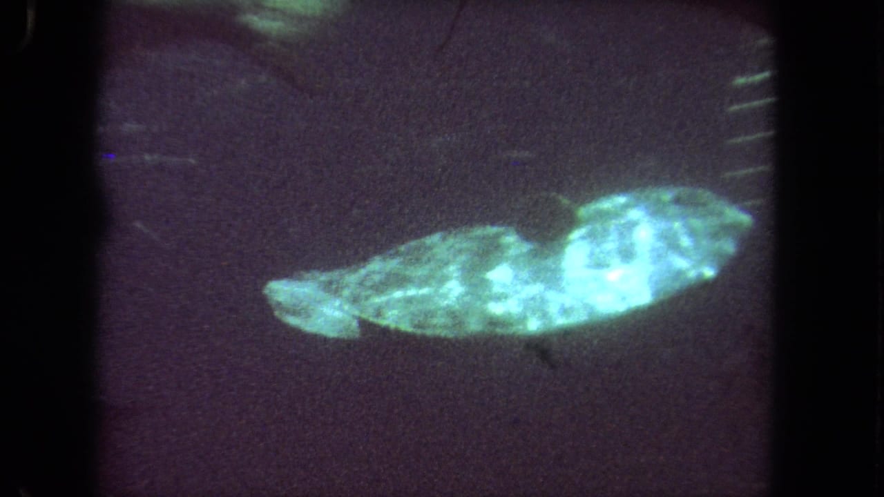 1962 Los Angeles 8mm frame showing a luminous elongated fish moving through dark water with visible grain and frame edges.