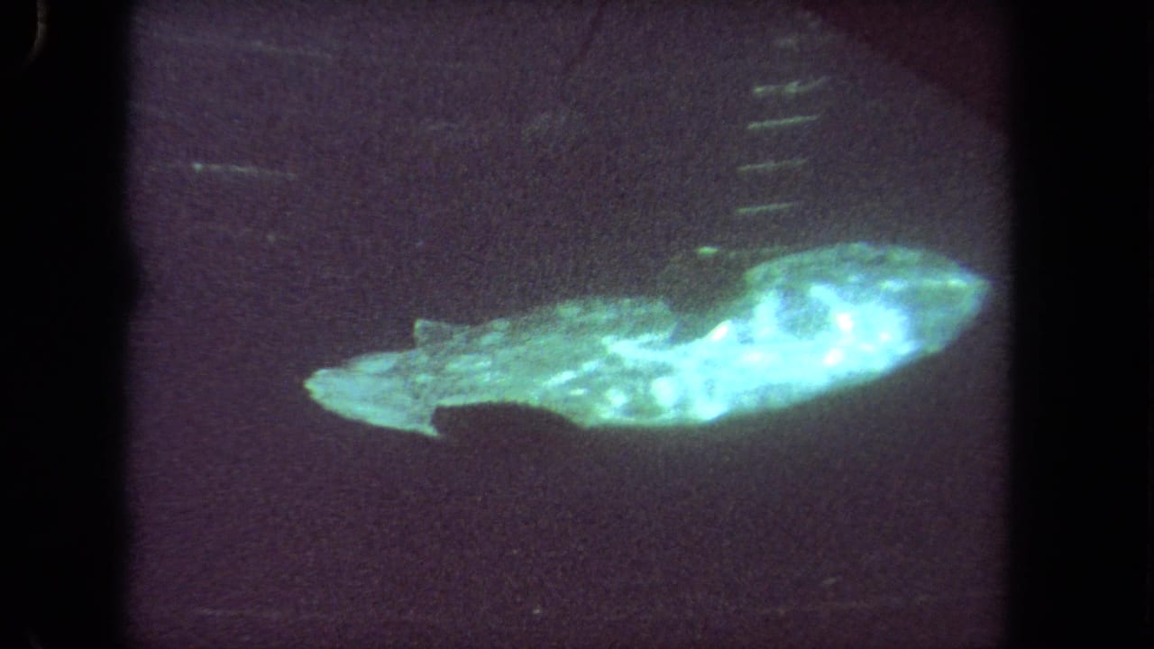 1962 Los Angeles 8mm frame of a bright green-blue fish in profile against a dark, grainy water background.