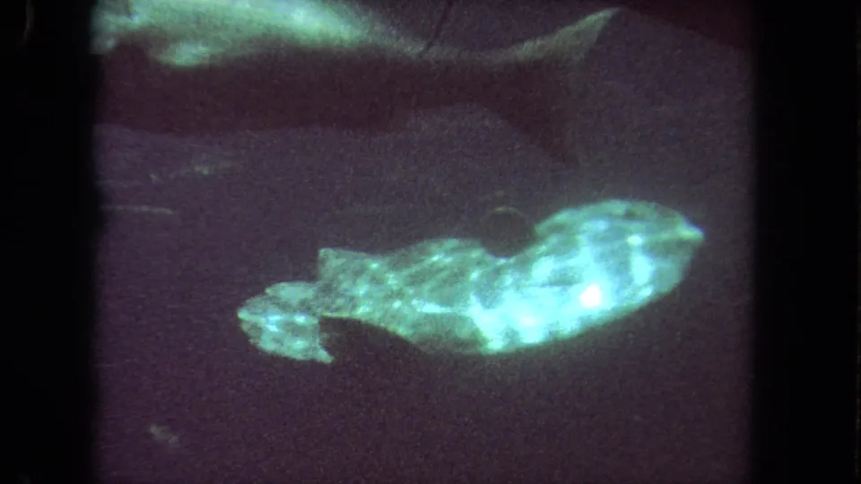 1962 Los Angeles 8mm frame of a pale fish in dark aquarium water, with a shadowed fish form above and soft green highlights.