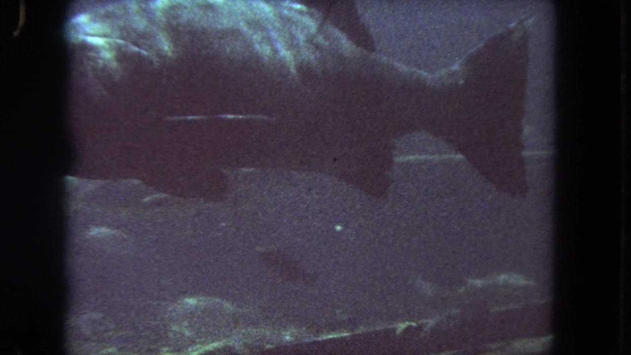 1962 Los Angeles home-movie frame of a large fish gliding across a blue aquarium environment with soft grain and dark frame edges.