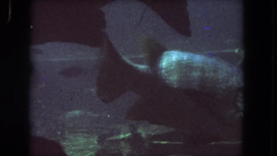 1962 Los Angeles home-movie frame showing the fish turning or passing out of view inside a dim blue aquarium tank.