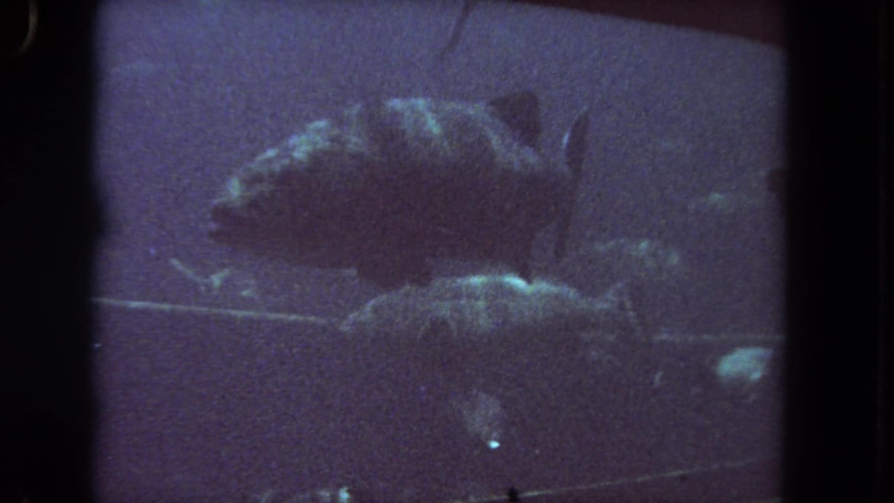 A large fish is seen side-on in dim, purple-blue water, with soft grain and 8mm frame borders visible.