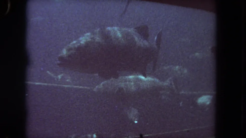 A large fish is seen side-on in dim, purple-blue water, with soft grain and 8mm frame borders visible.