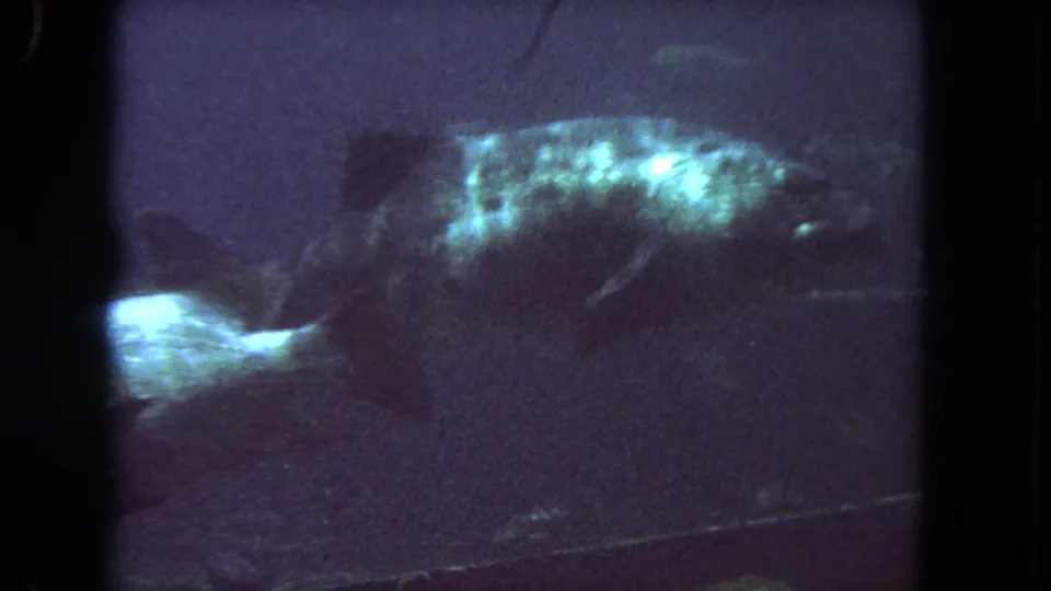 1962 Los Angeles-area 8mm frame showing a large fish crossing through bluish, low-light aquarium water.