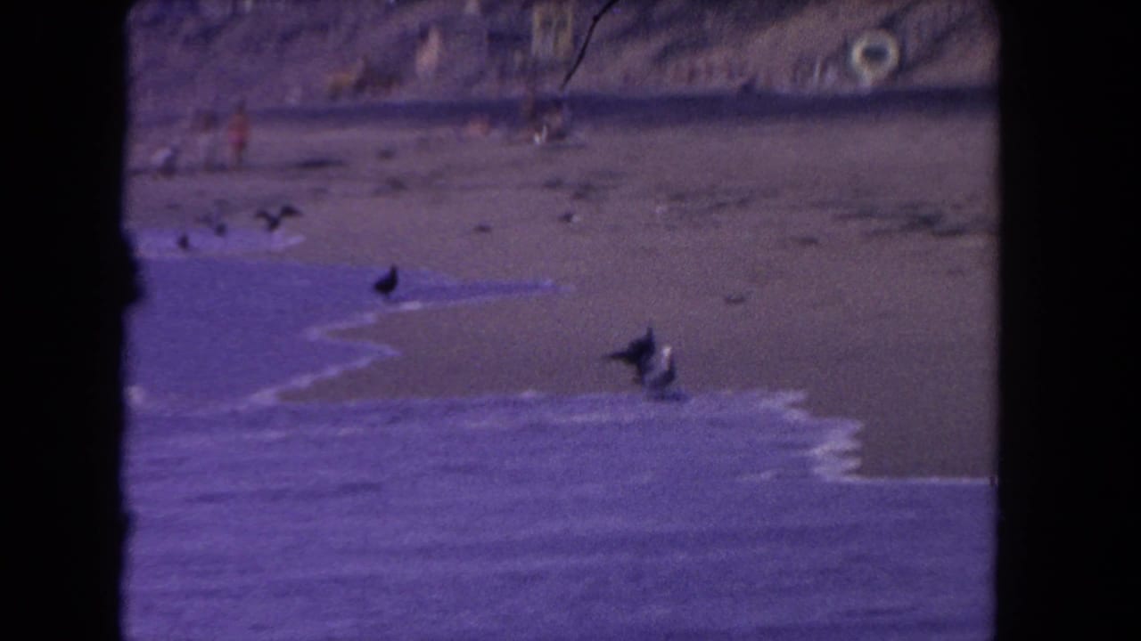 Seagulls stand and move near small waves on a sandy beach with distant people in the background.