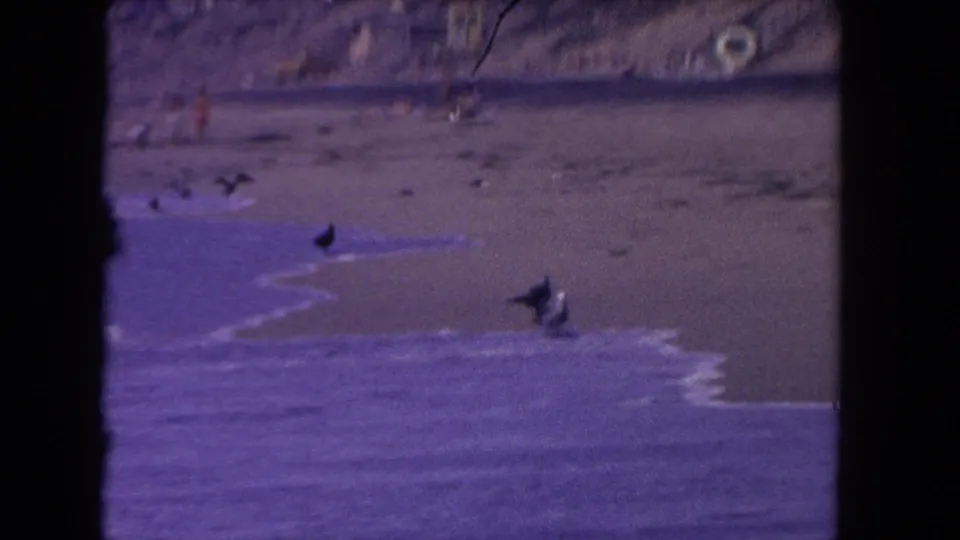 1962 Los Angeles home-movie frame showing seagulls at the shoreline, low surf, wet sand, and distant beachgoers beyond the waterline.
