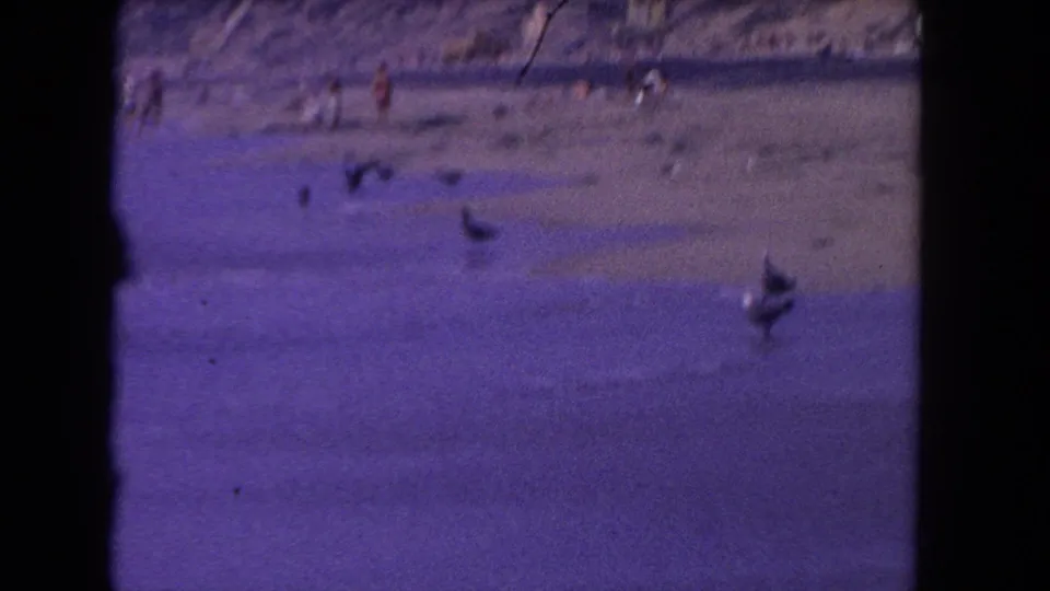 Soft 8mm frame from 1962 Los Angeles showing gulls on wet sand, shallow surf, distant beachgoers, and heavy purple-blue film cast.