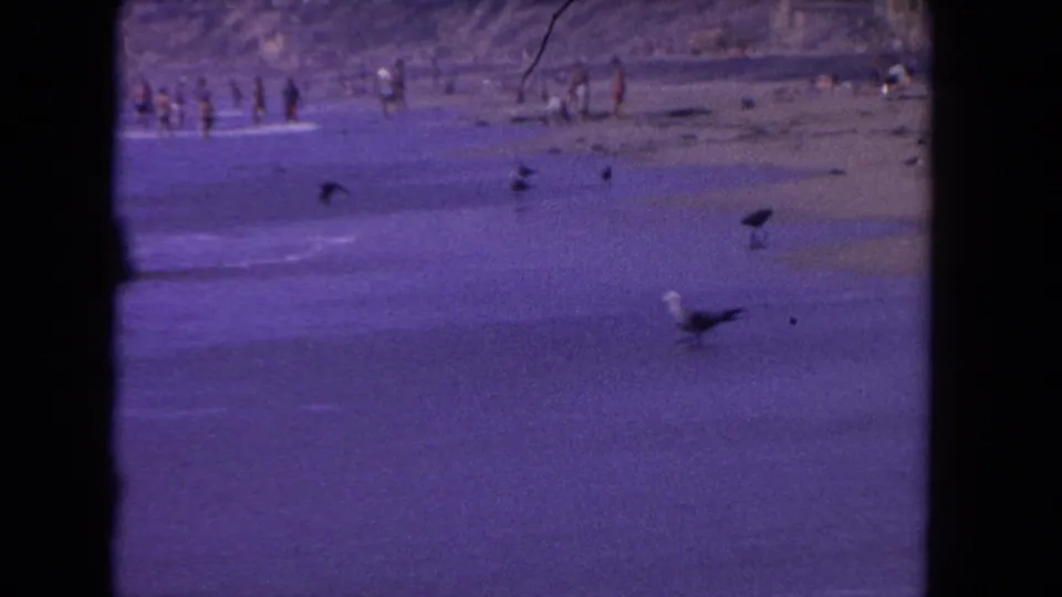 1962 Los Angeles shoreline frame with a gull in the foreground, low surf, wet sand, distant beachgoers, and visible 8mm frame artifacts.