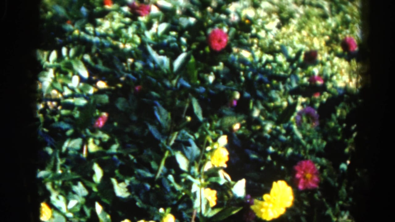Dense garden shrubs with pink, magenta, and yellow flowers, likely dahlias, filmed on 8mm in Illinois circa 1962.