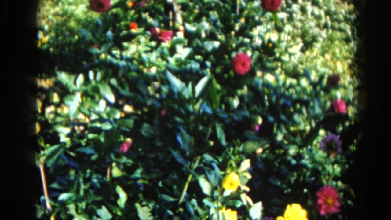 Garden shrubs with pink, magenta, and yellow blooms in bright sunlight, 8mm home movie, Illinois circa 1962.