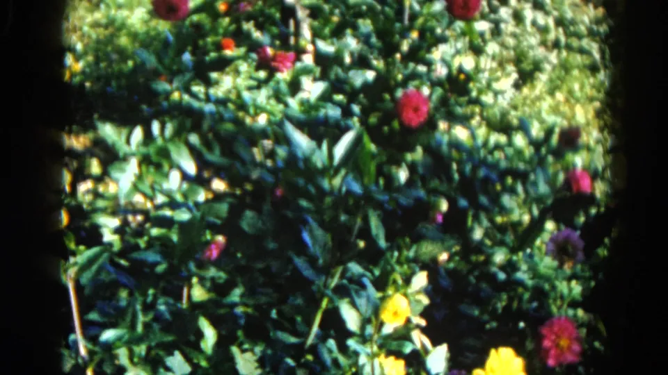 Garden shrubs with pink, magenta, and yellow blooms in bright sunlight, 8mm home movie, Illinois circa 1962.