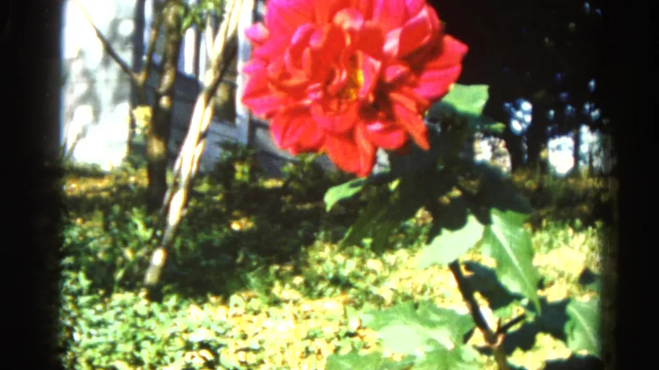 Close-up of a large red dahlia against bare tree trunks and a pale wall or fence, filmed on 8mm in a backyard garden circa 1962.