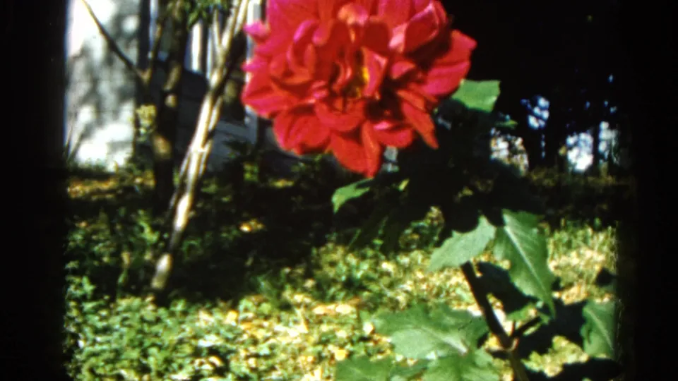 Large red dahlia in close-up framing with bare tree trunks and a partial pale structure behind, 8mm home movie circa 1962.