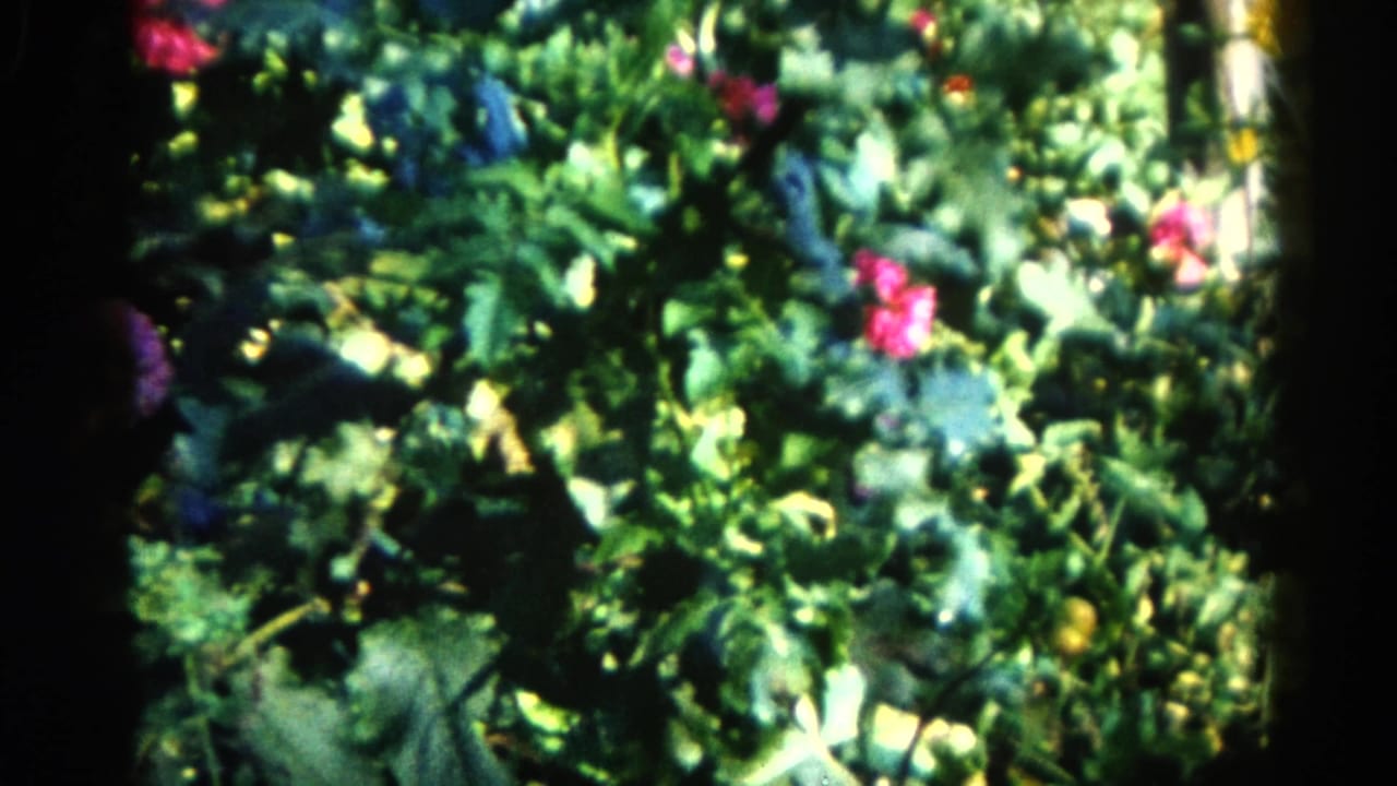 Dense garden bed with pink and magenta blooms amid layered green foliage, seen within 8mm film frame.