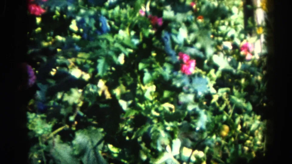 Close handheld view of a lush backyard garden with pink flowering plants and dense green leaves, shot on 8mm film, Illinois circa 1962.