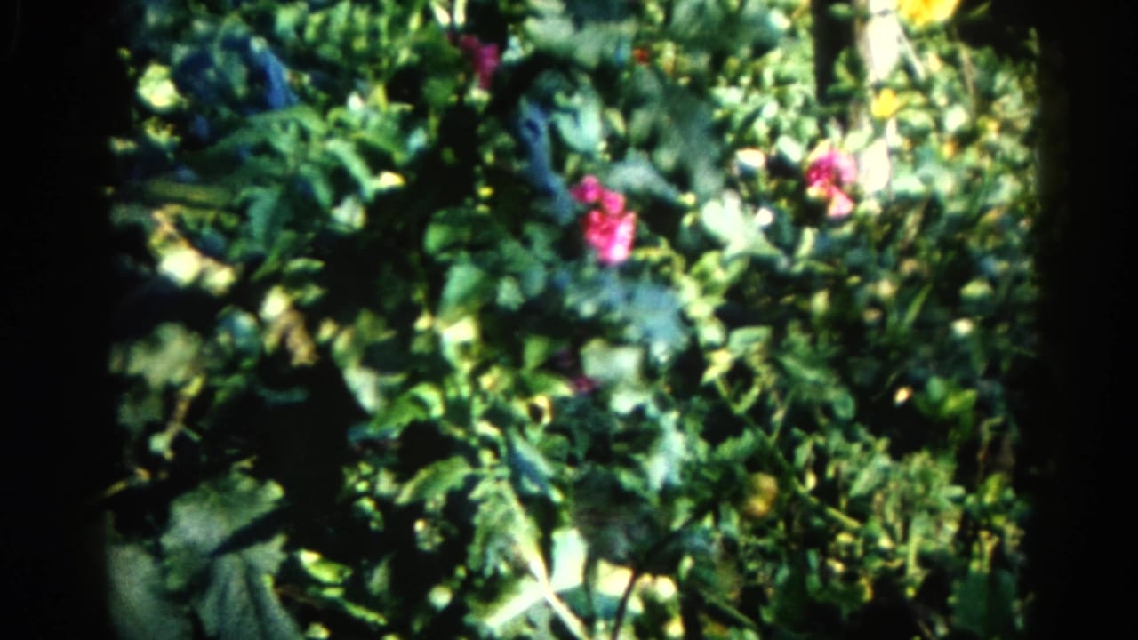Handheld 8mm shot of a dense garden with pink blooms and layered green leaves, slight pan visible, Illinois circa 1962.