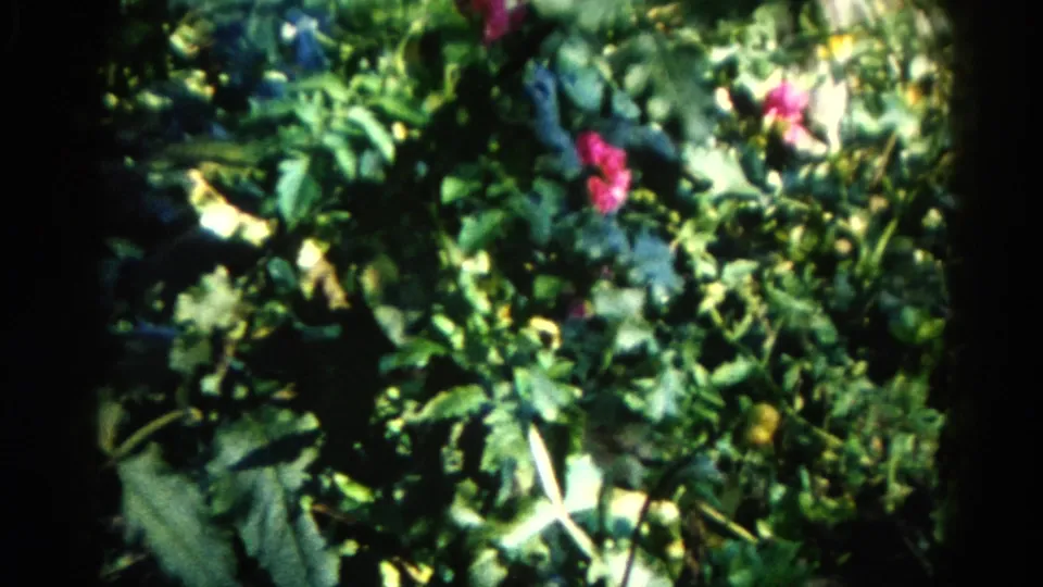 8mm film frame showing a lush garden with pink blooms in the mid-ground and dense overlapping foliage, Illinois circa 1962.