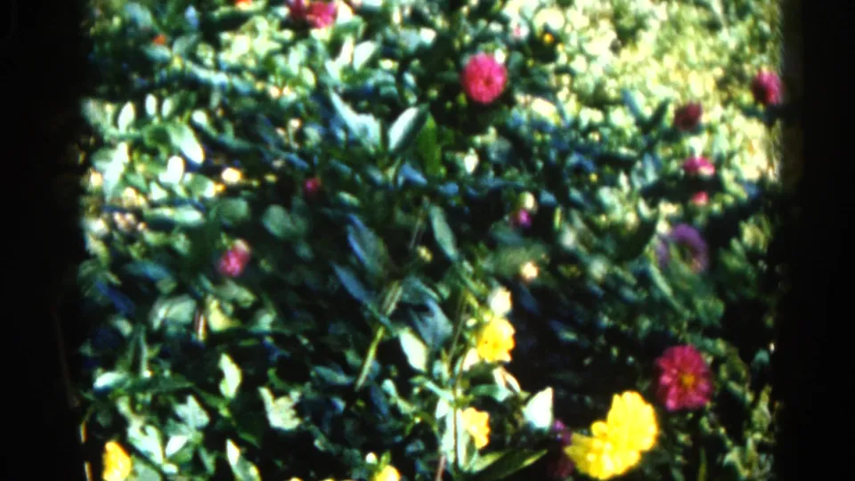 Close 8mm view of a garden bed with pink and yellow blooms amid dense green foliage, slightly brighter toward the right of frame, Illinois circa 1962.