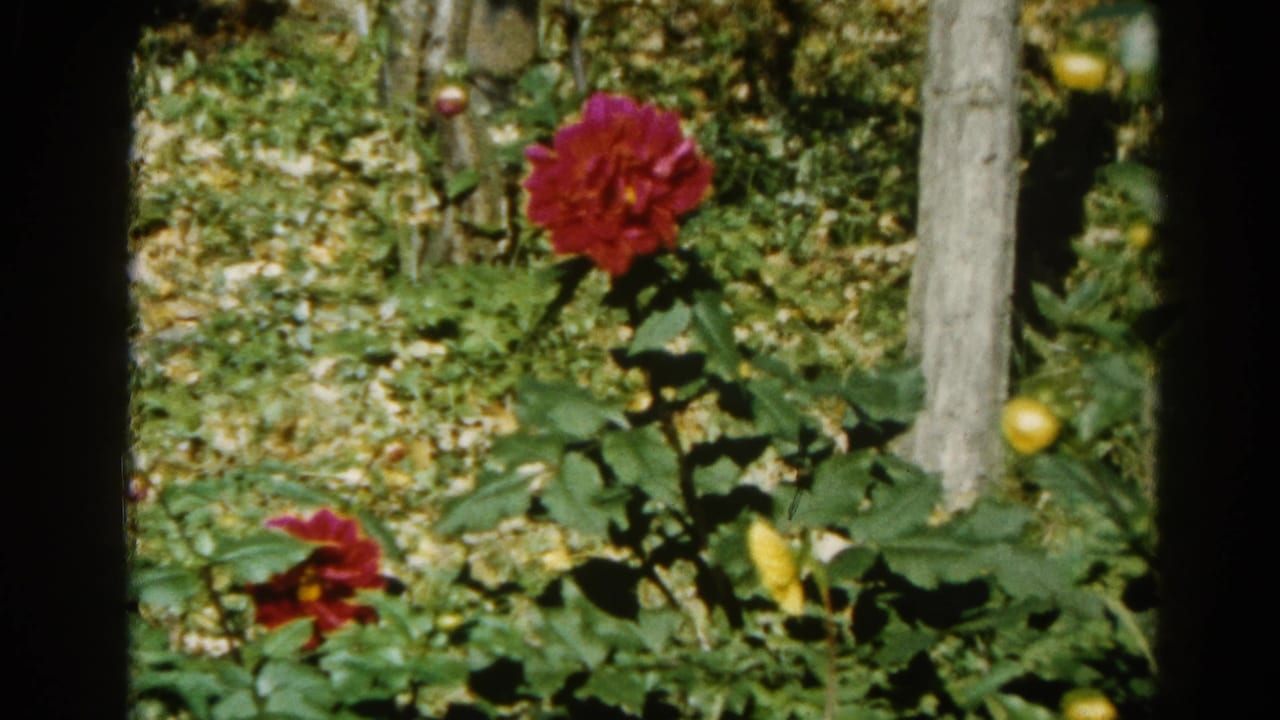Close-up of a crimson dahlia bloom with tree trunks and lush garden foliage, Illinois home garden circa 1962, 8mm film