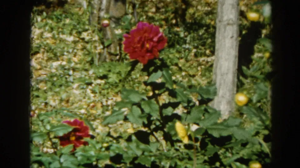 Close-up of a crimson dahlia bloom with tree trunks and lush garden foliage, Illinois home garden circa 1962, 8mm film