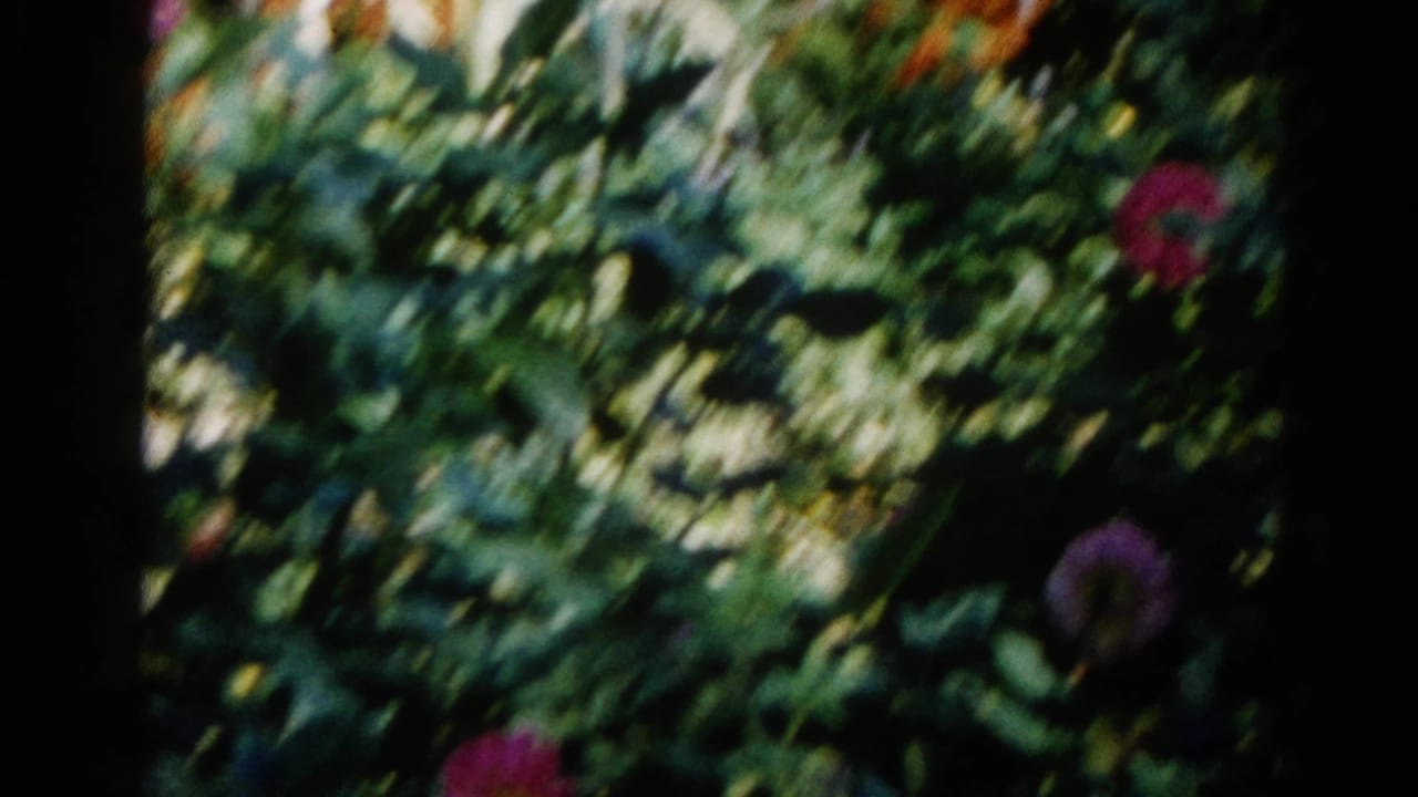 Pan-blur frame showing green garden canopy in motion; purple dahlia-type bloom at right edge, Illinois home garden circa 1962, 8mm film