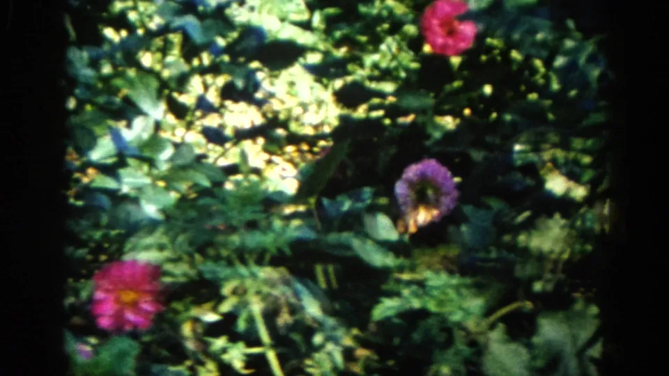 Dense green garden understory with pink and purple dahlia blooms amid dappled sunlight, Illinois home garden circa 1962, 8mm film
