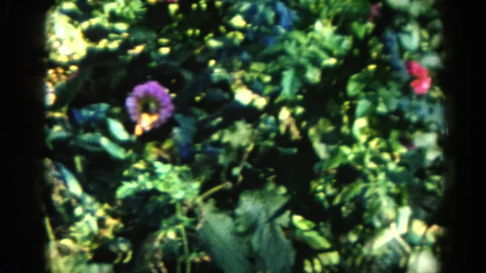 Purple and pink dahlia blooms amid sunlit green foliage, Illinois home garden circa 1962, 8mm film