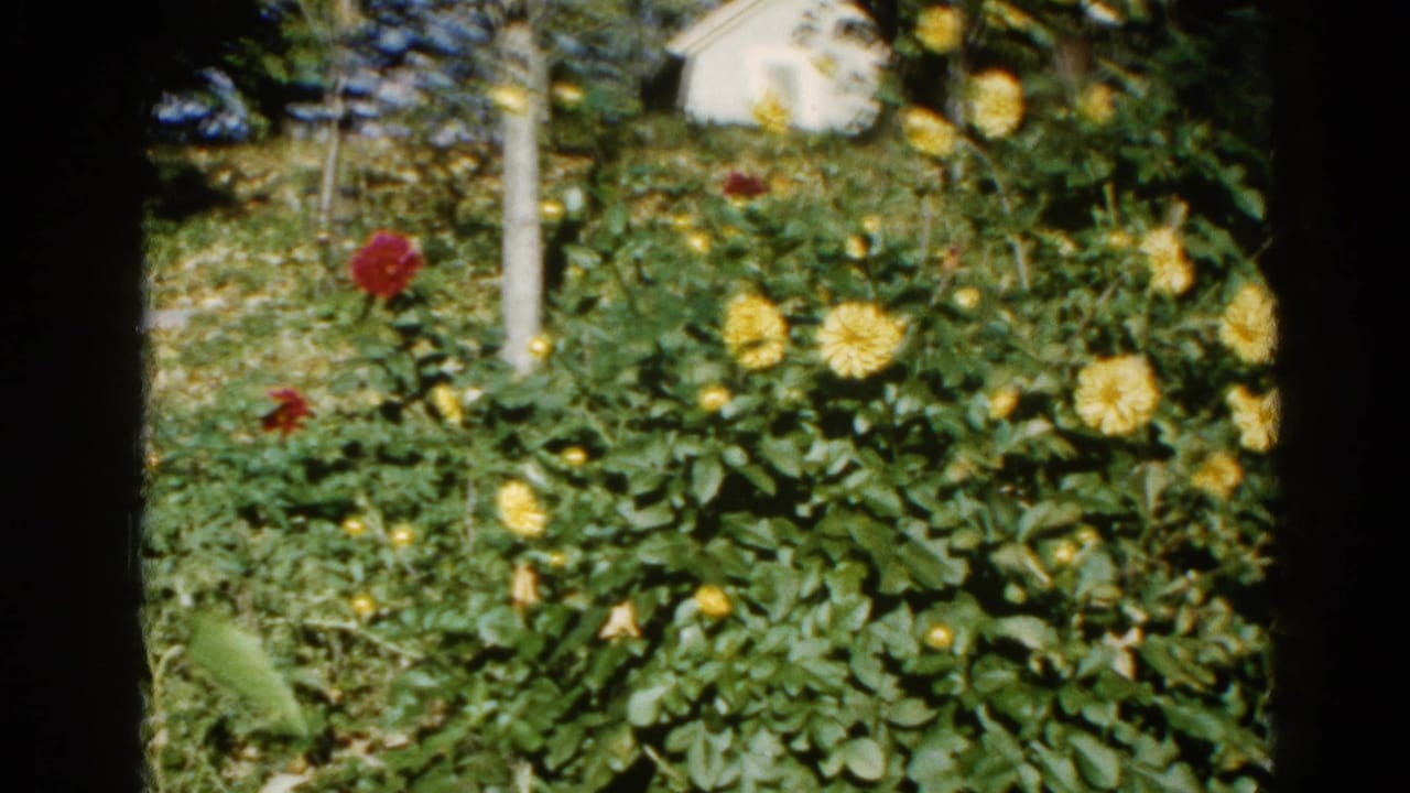 Backyard garden with yellow and red large-petaled blooms, dense green foliage, a wooden garden stake, and a white outbuilding visible in the background.